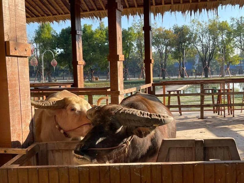 The Buffalo Amphawa | Samut Songkhram Province 1695058490Thailand01.jpg