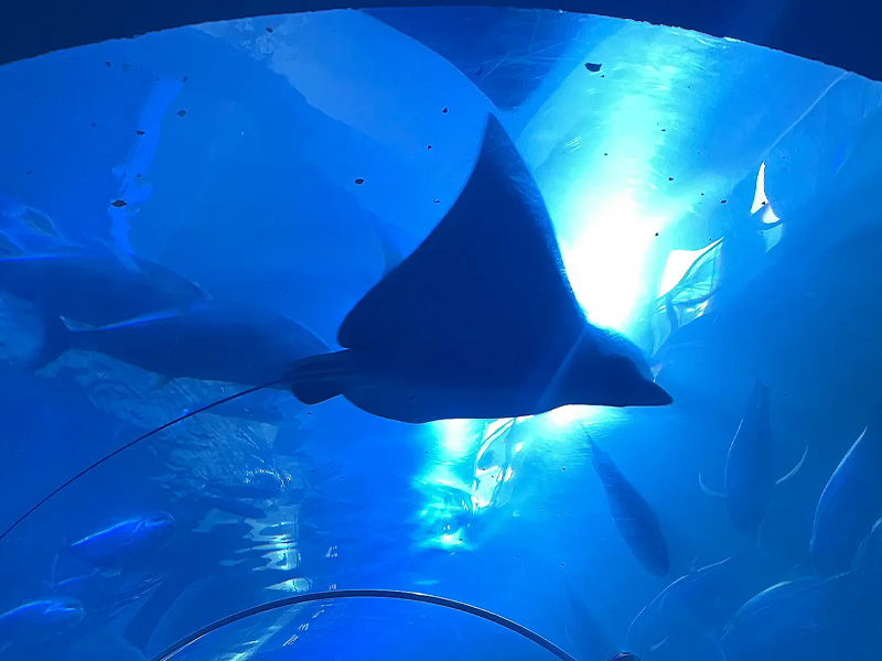 ไปเที่ยว พิพิธภัณฑ์สัตว์น้ำที่เปิด หว้ากอ(Waghor Aquarium) มีตู้ปลาและสัตว์น้ำหลาก 1732285098Sayhithailand03.jpg