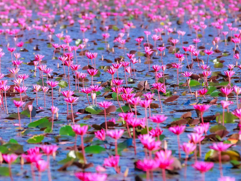 พาเที่ยว ทุ่งบัวแดง ( Red Lotus Field ) นครนายก 1732347824Sayhithailand01.jpg