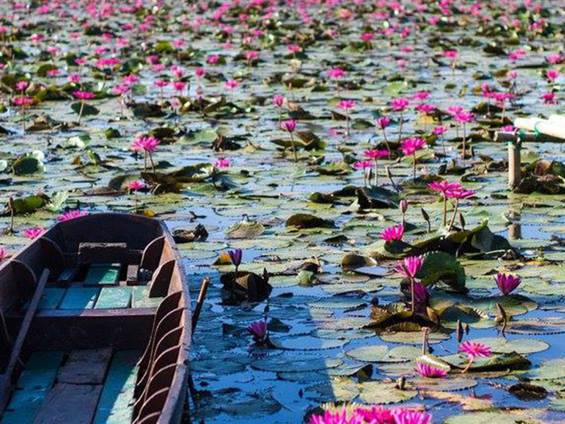 พาเที่ยว ทุ่งบัวแดง ( Red Lotus Field ) นครนายก 1732347824Sayhithailand02.jpg