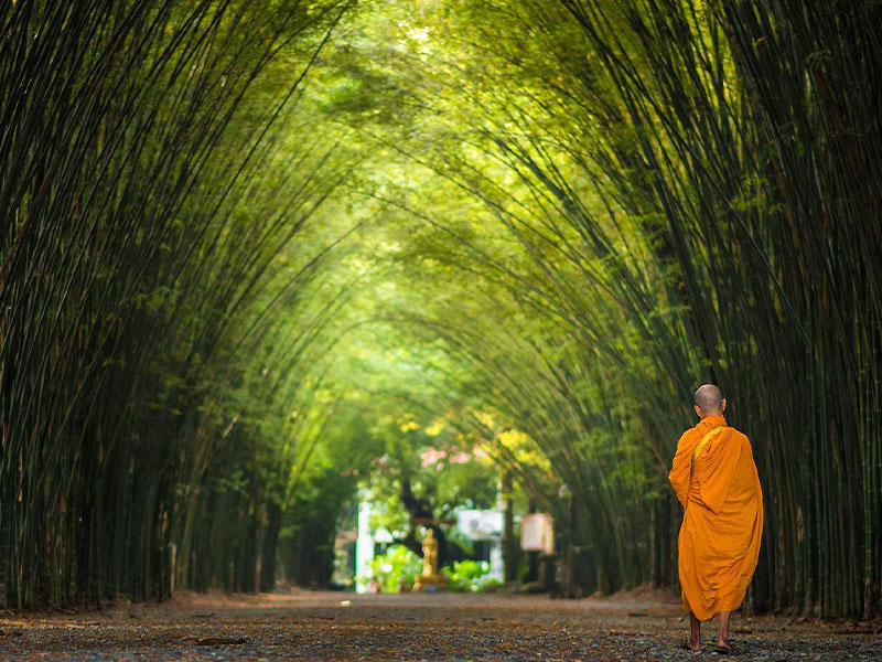 อุโมงค์ป่าไผ่ (Bamboo Forest Tunnel) วัดจุฬาภรณ์วนาราม นครนายก 1732376636Sayhithailand01.jpg