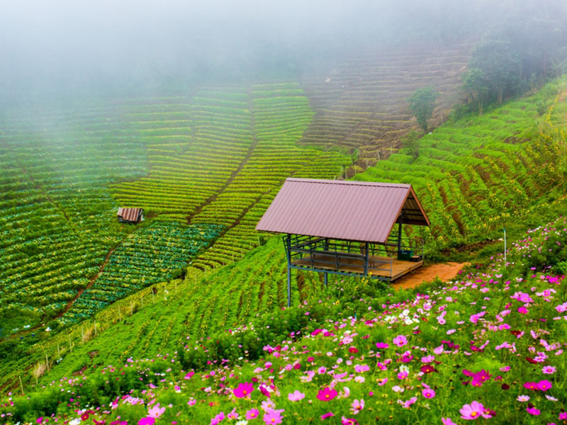 ม่อนแจ่ม (Mon Cham @ ChiangMai ) เชียงใหม่ สัมผัสลมหนาว ชมทะเลหมอก 1732428817Sayhithailand01.jpg