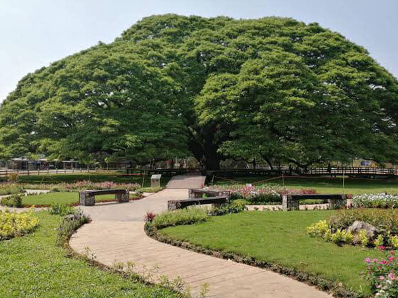 พาเที่ยว ต้นจามจุรียักษ์ (Giant Chamchuri Tree) กาญจนบุรี 1732450302Sayhithailand01.jpg