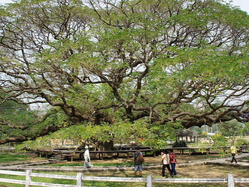 พาเที่ยว ต้นจามจุรียักษ์ (Giant Chamchuri Tree) กาญจนบุรี 1732450612Sayhithailand02.jpg