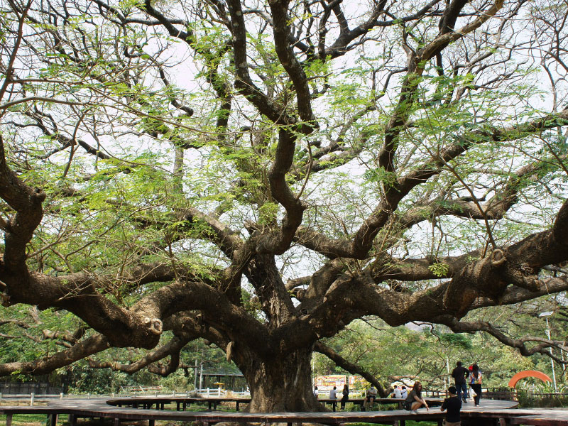 พาเที่ยว ต้นจามจุรียักษ์ (Giant Chamchuri Tree) กาญจนบุรี 1732450612Sayhithailand03.jpg