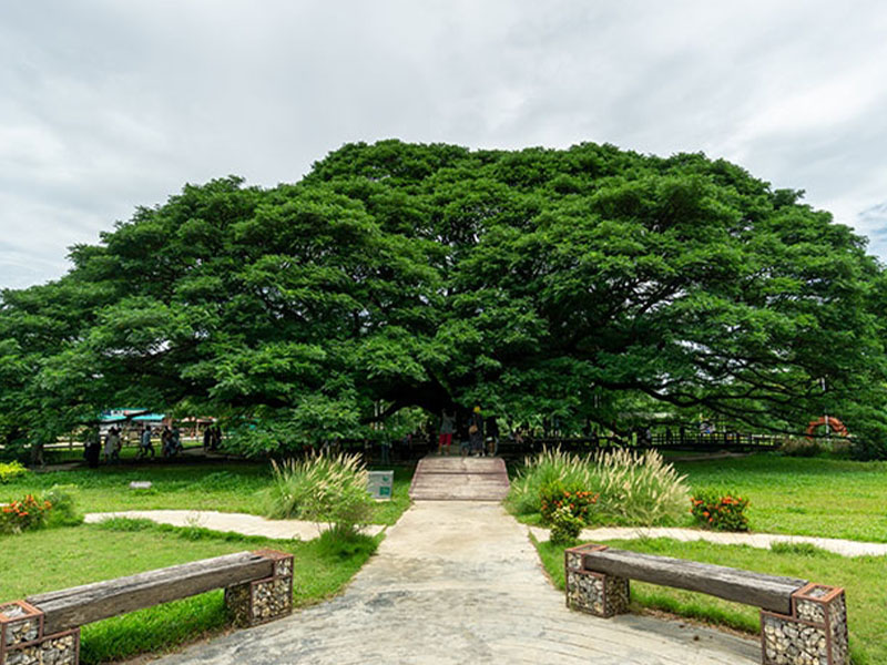 พาเที่ยว ต้นจามจุรียักษ์ (Giant Chamchuri Tree) กาญจนบุรี 1732450612Sayhithailand04.jpg