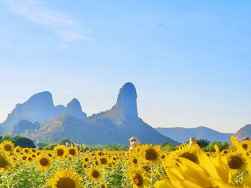 ทุ่งทานตะวัน ไร่วานรลพบุรี (Rai Wanon Lopburi) สวยมาก บรรยากาศดี 1733318853Sayhithailand01.jpg