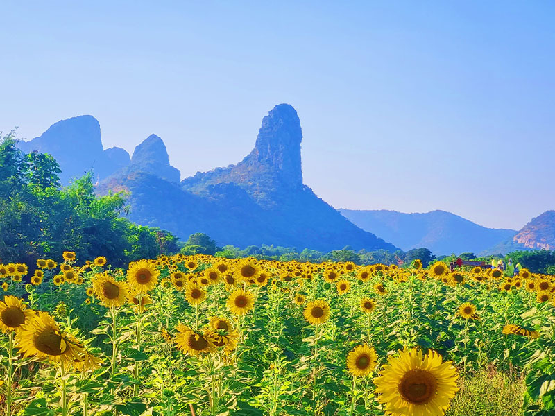 ทุ่งทานตะวัน ไร่วานรลพบุรี (Rai Wanon Lopburi) สวยมาก บรรยากาศดี 1733318853Sayhithailand02.jpg