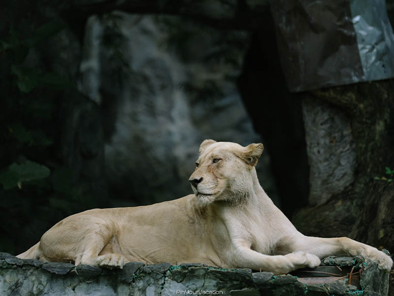 สวนสัตว์เชียงใหม่ (Chiang Mai Zoo) มีสัตว์อยู่จำนวนมาก จังหวัดเชียงใหม่ 1733576775Sayhithailand01.jpg