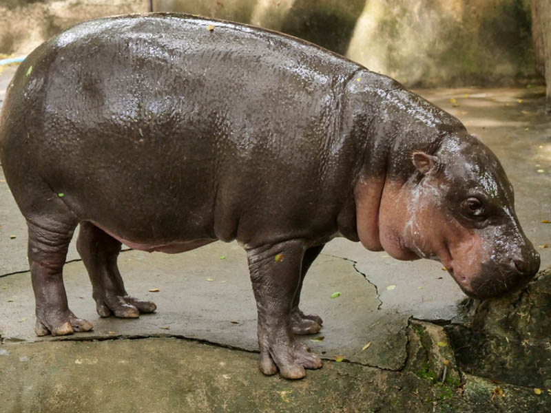 สวนสัตว์เชียงใหม่ (Chiang Mai Zoo) มีสัตว์อยู่จำนวนมาก จังหวัดเชียงใหม่ 1733576775Sayhithailand02.jpg