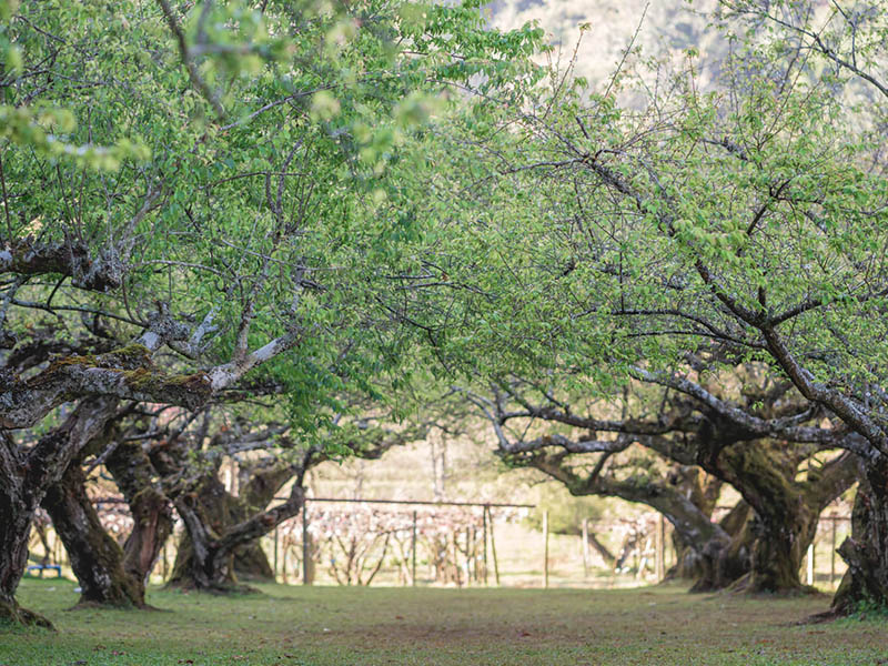 พาเที่ยว สวนบ๊วย ดอยอ่างขาง ( Plum orchard, Doi Ang Khang ) เชียงใหม่ 1733635702Sayhithailand01.jpg