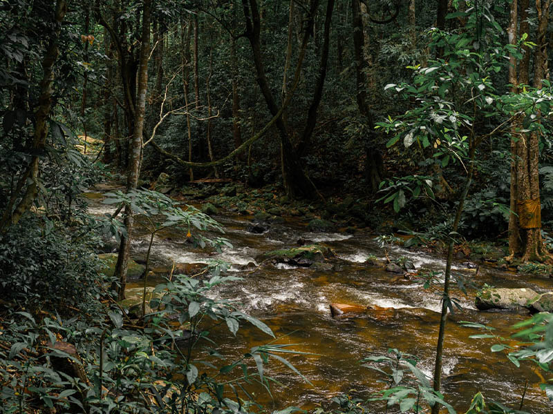 น้ำตกผาดอกเสี้ยว Pha Dok Siew Waterfall ที่ ดอยอินทนนท์ เชียงใหม่ 1733647206Sayhithailand02.jpg