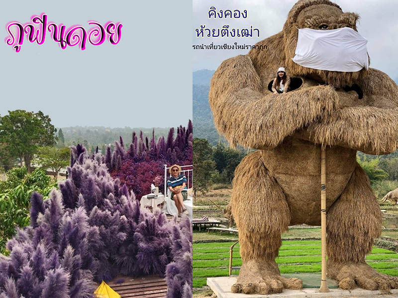 รถนำเที่ยวเชียงใหม่ ราคาถูก ( Mon Jam, Huai Tung Tao trip ) ทริปเชียงใหม่ 1733839909Sayhithailand03.jpg