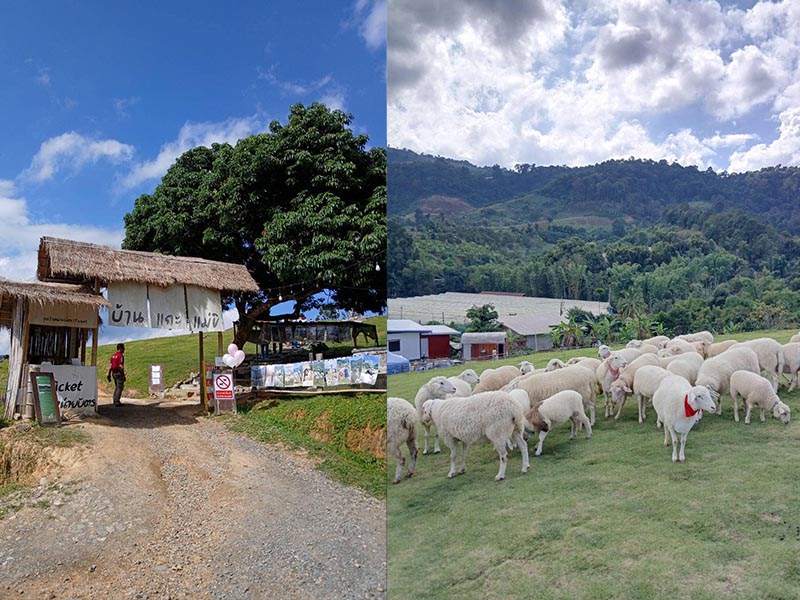 แพลน ทริปทัวร์เชียงใหม่ (Chiang Mai Tour Plan provides a service) บริการตามใจลูกค้า รับส่งเชียงใหม่ 1734182485Sayhithailand02.jpg