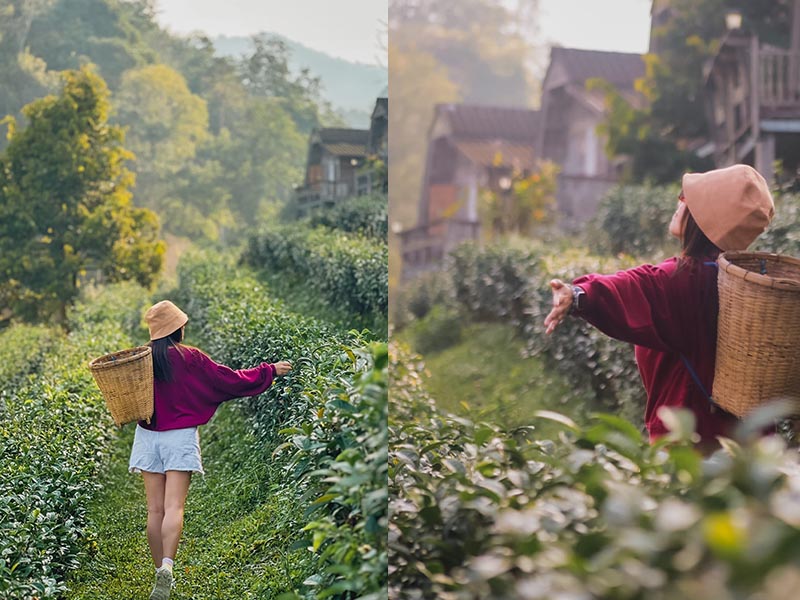 พาเที่ยว ไร่ชาลุงเดช ( Uncle Det's Tea Plantation ) แม่แตง เชียงใหม่ 1734184282Sayhithailand03.jpg