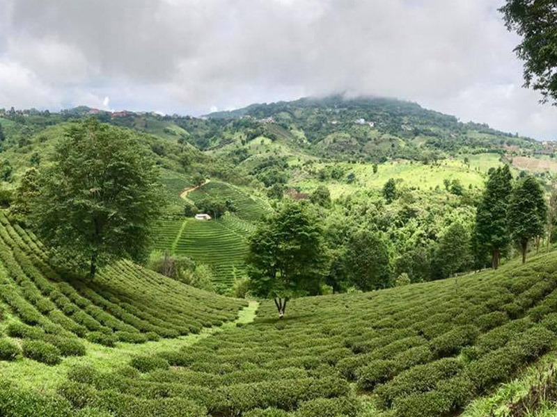 ที่เที่ยวเชียงรายชมวิว ดอยแม่สลอง ( Doi Mae Salong ) จิบชาบนยอดเขา เชียงราย 1738772354Sayhithailand01.jpg