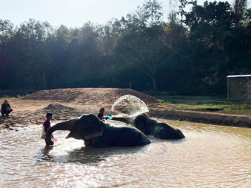 ฟาร์มช้างแสนสนุก ( Elephant Fun Farm @chiangmai ) เชียงใหม่ 1739712081Sayhithailand02.jpg
