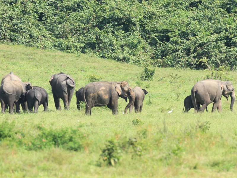 พาเที่ยวอุทยานแห่งชาติกุยบุรี ( Kui Buri National Park @Prachuap ) | จังหวัดประจวบคีรีขันธ์ 1740820007Sayhithailand01.jpg