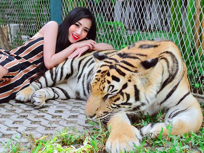 ไทเกอร์ พาร์ค พัทยา ( Tiger Park Pattaya ) Chonburi | พัทยา 1741498556Sayhithailand01.jpg