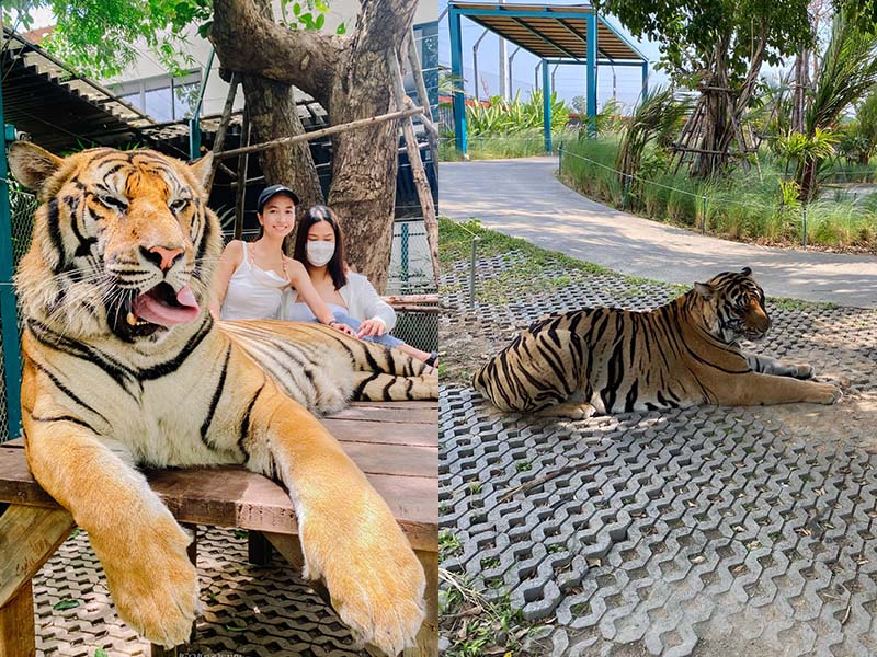 ไทเกอร์ พาร์ค พัทยา ( Tiger Park Pattaya ) Chonburi | พัทยา 1741498556Sayhithailand02.jpg