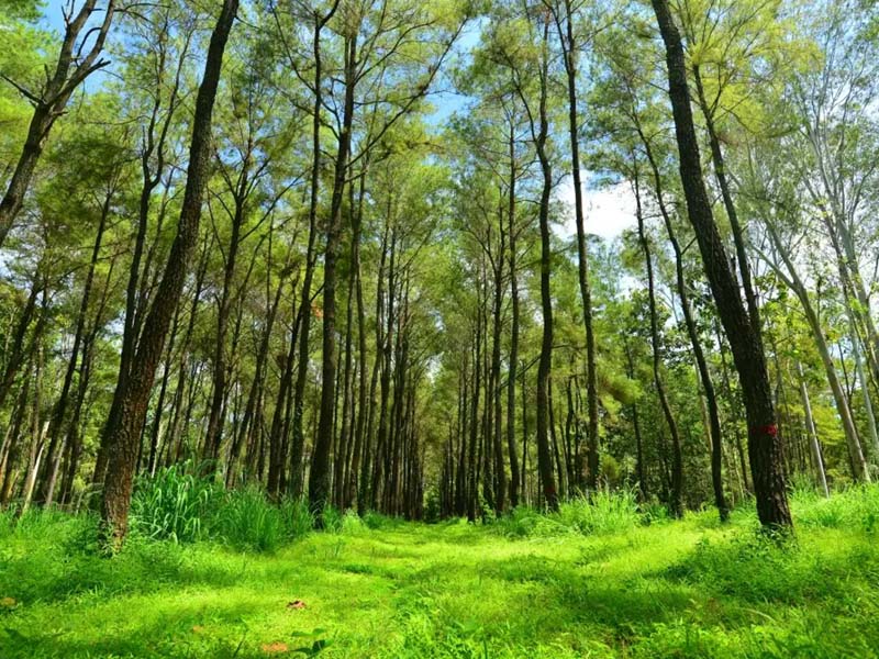 เช็คอิน สวนสนดงลาน สัมผัสธรรมชาติ ภูผาม่าน ( Pine forest, Dong Lan ) อำเภอภูผาม่าน | จังหวัดขอนแก่น 1742026631Sayhithailand01.jpg