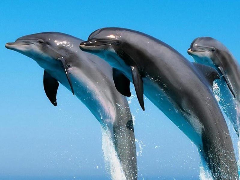 จุดชมโลมาอิรวดี (Irrawaddy Dolphin Watching Poin ) แหลมกลัด | ตราด 1742091185Sayhithailand02.jpg