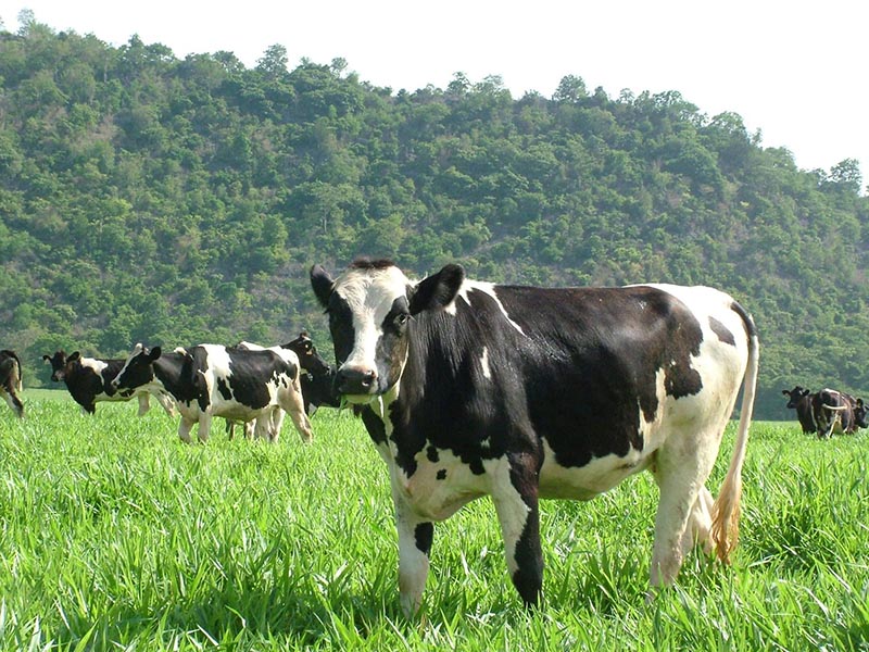 ฟาร์มโคนมไทย-เดนมาร์ก (Thai-Danish Dairy Farm @Saraburi ) | สระบุรี 1744292444Sayhithailand01.jpg