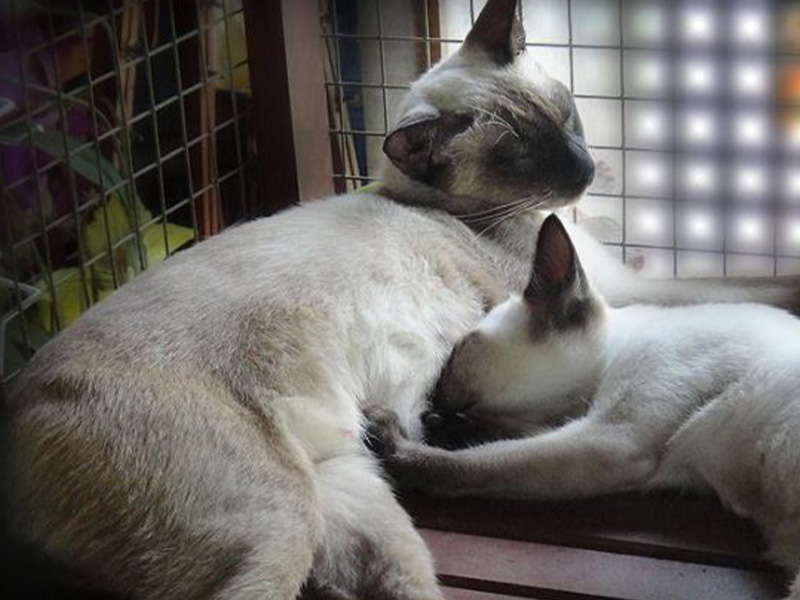 บ้านแมวไทย ( Thai Cat House Amphawa ) ที่เที่ยวอัมพวา| สมุทรสงคราม 1745650252Sayhithailand01.jpg