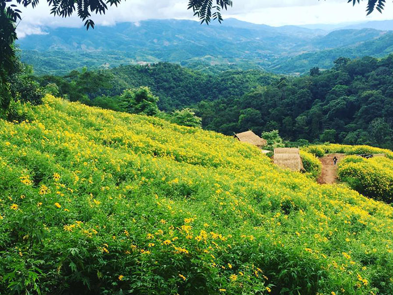 ที่เที่ยวดอยหัวแม่คำ (Doi Hua Mae Kham @ChiangRai ) ชมทะเลหมอก กลางทุ่งดอกบัวตอง | เชียงราย 1748356033Sayhithailand01.jpg