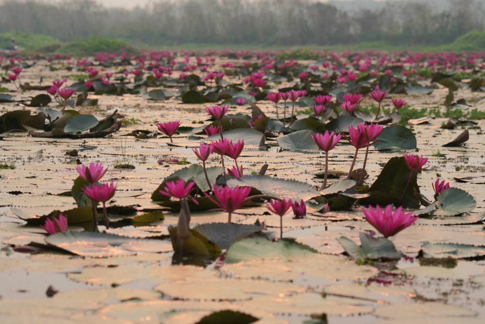 Blooming Red Lotus Field , Kwan Phayao  | Phayao Province