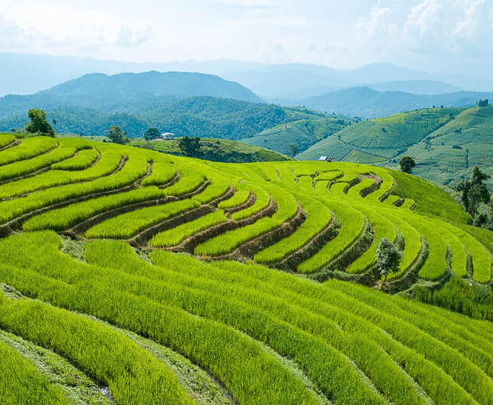 Tourist Attraction : Pa Bong Piang | Chiang Mai