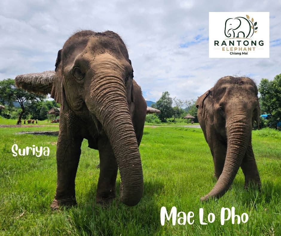 Ran-Tong Save & Rescue Elephant Centre  | Chiang Mai