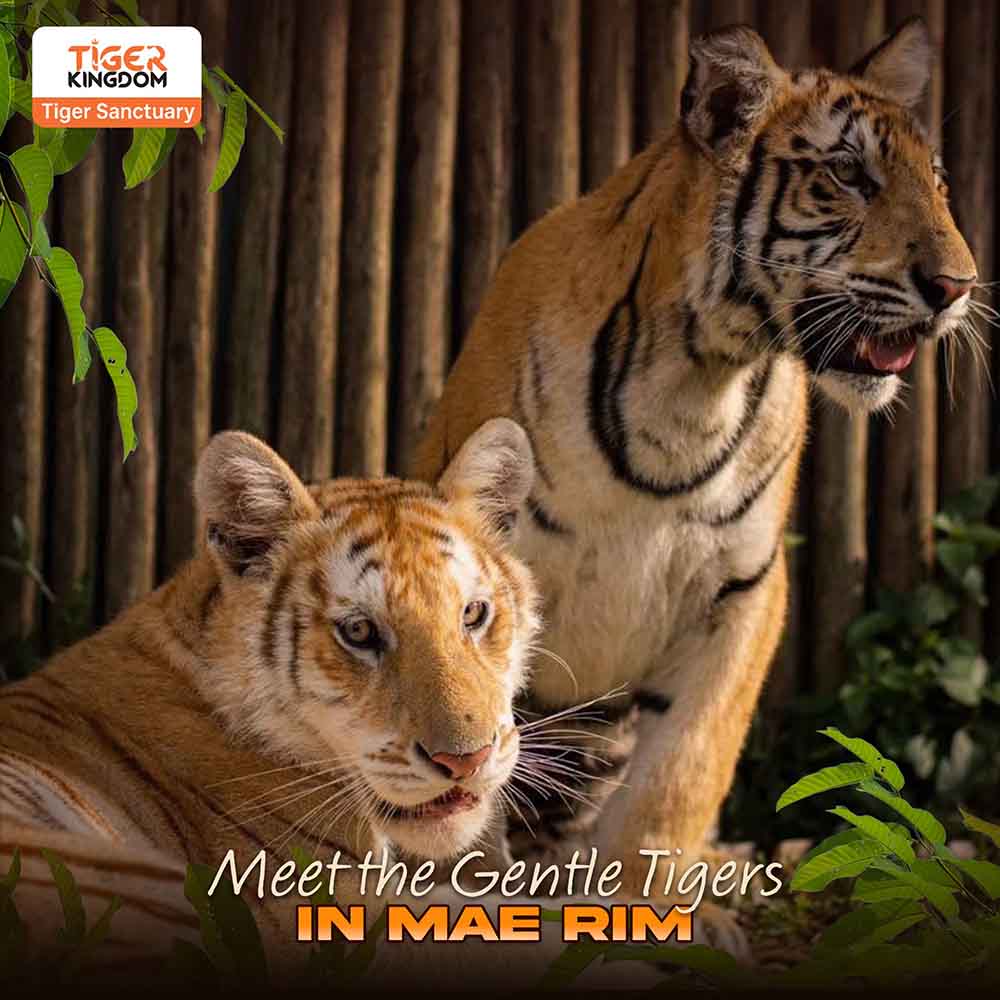Tiger Kingdom | Chiang Mai