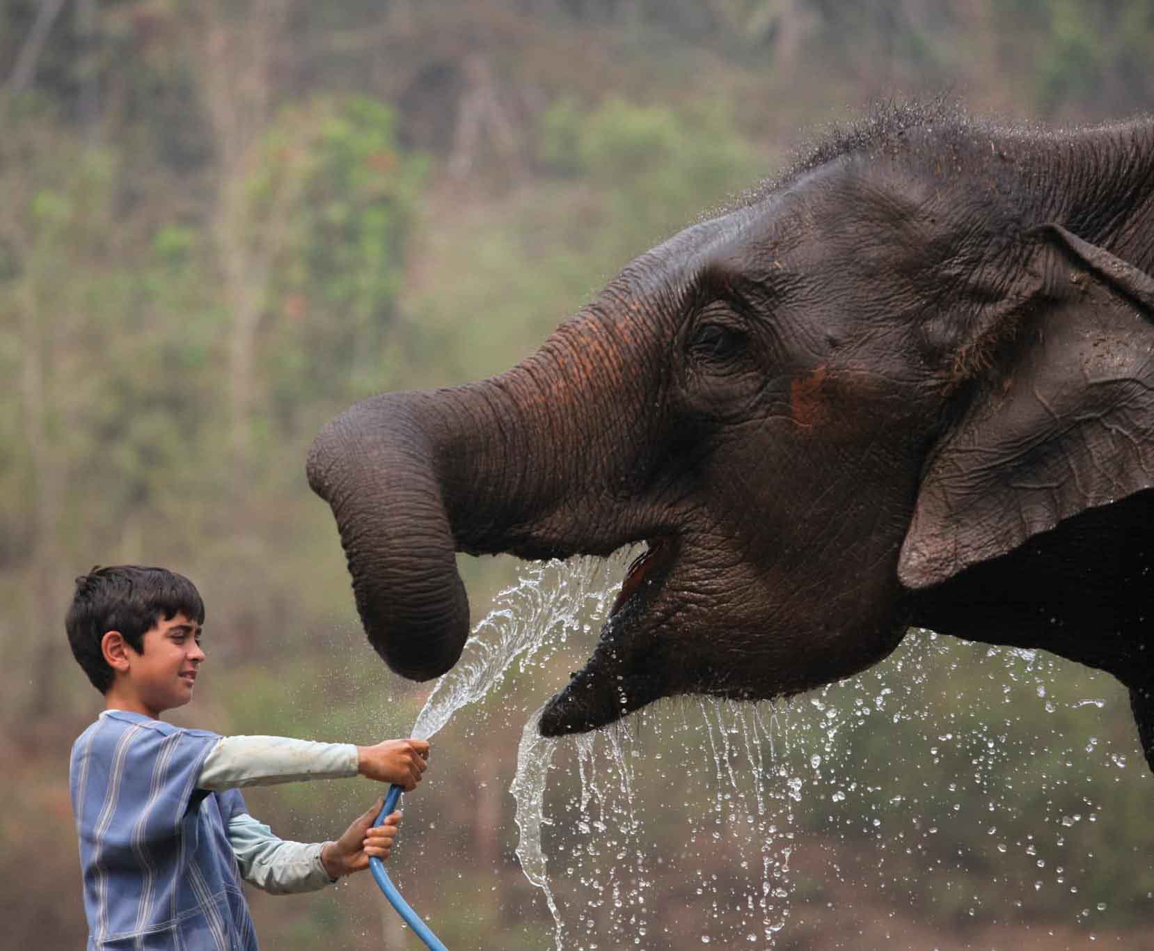 Patara Elephant Farm, Chiang Mai | Chiang Mai