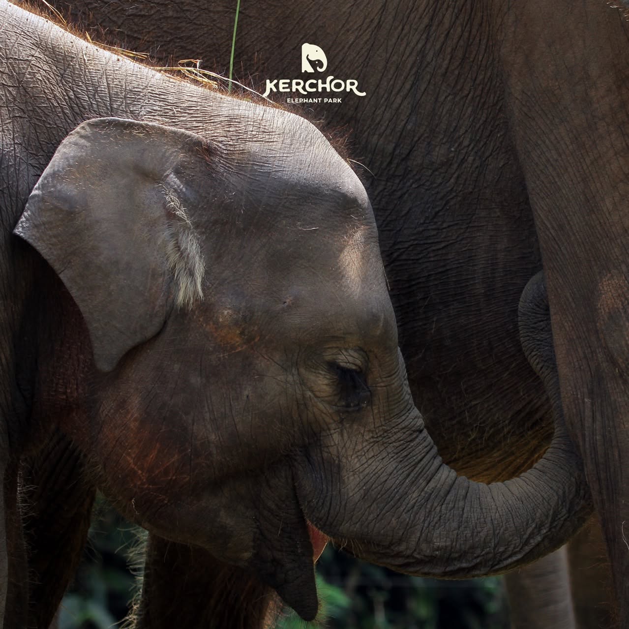 Kerchor Elephant Eco Park | Mae Wang District, Chiang Mai 